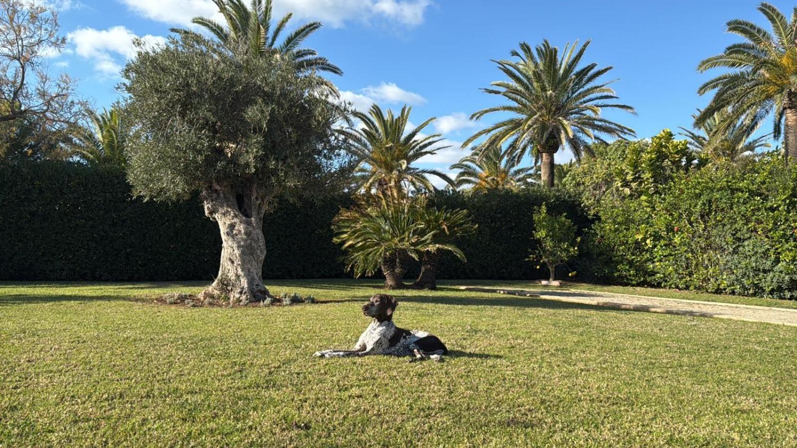 La Calma Espectacular Villa Con Jardin Y Piscina En Menorca S'Algar Extérieur photo