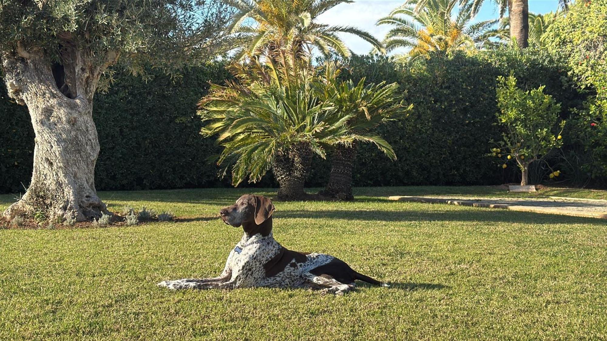 La Calma Espectacular Villa Con Jardin Y Piscina En Menorca S'Algar Extérieur photo